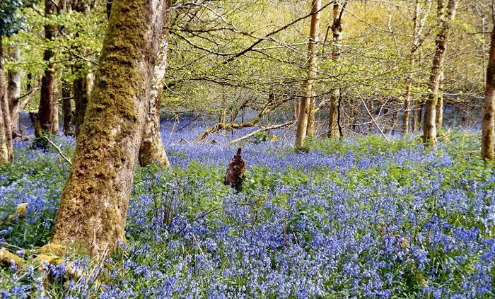 Bluebell Wood, Dynefwr House, Llandeilo